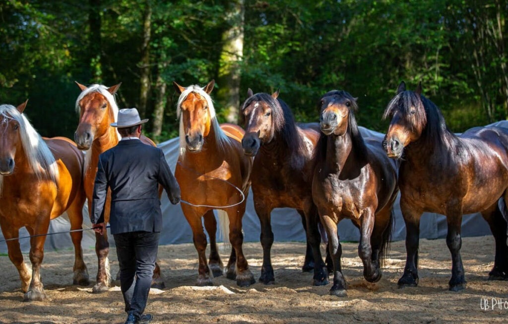 spectacle-equestre-musee-des-maisons-comtoises1-1200x766 GUILLAUME MAUVAIS